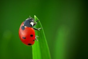 swimming pool pests 