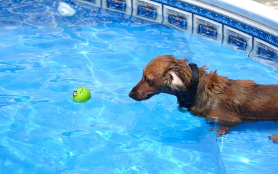 Should your dogs be in the pool?