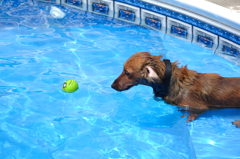 Should your dogs be in the pool?